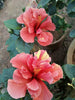 Hibiscus Orange/Goldspot Double - Flowering Plants