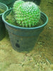 Golden Pincushion Cactus/ Mammillaria Calsiana - Cacti & Succulant