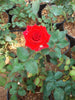 Button Rose Orange - Flowering Plants