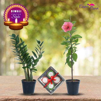 Diwali Plant Gifts - ZZ Plant & Hibiscus Pink With Clay Diyas