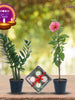 Diwali Plant Gifts - ZZ Plant & Hibiscus Pink With Clay Diyas