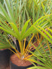 Yellow Latania lontaroides Plam- Outdoor Palm Trees