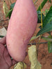 Red Ivory Mango Grafting-Fruit Plant & Tree