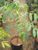 Ambarella/June Plum Grafting- Fruit Plant & Tree