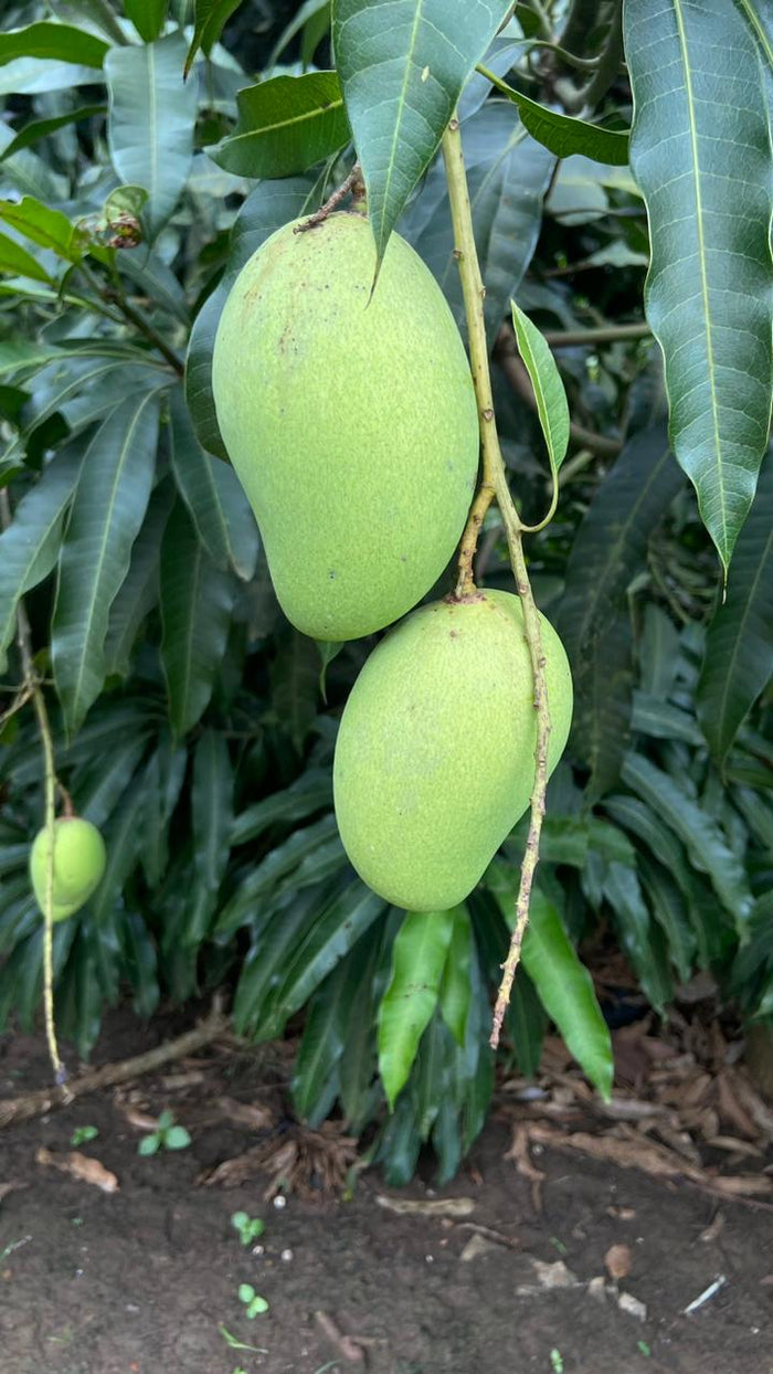 Catimon Tree Catimon/Katimon Mango (Off-Season)-Fruits Plant & Tree– Exotic Flora