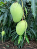 Catimon/Katimon Mango (Off-Season)-Fruits Plant & Tree