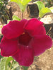 Allamanda Dark Pink -Flowering Shrubs