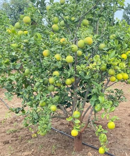 Vietnam Malta Mosambi- Fruits Plant & Tree– Exotic Flora