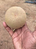 California Sapota/Chikoo-Fruit Plant & Tree.