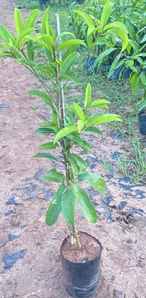 sapota plant in pot California Sapota/Chikoo-Fruit Plant & Tree.– Exotic Flora