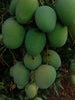 Mango Panduri - Fruits Plant & Tree