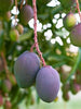 Blue-Mango Fruit plant and Tree