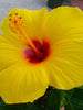 Hibiscus Yellow Hybrid Double Color - Flowering Plants