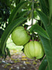 Garcinia Combogutta - Fruit Plants & Tree