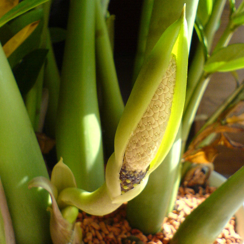 zz plant fruit Zamioculcas zamifolia/ZZ Plant