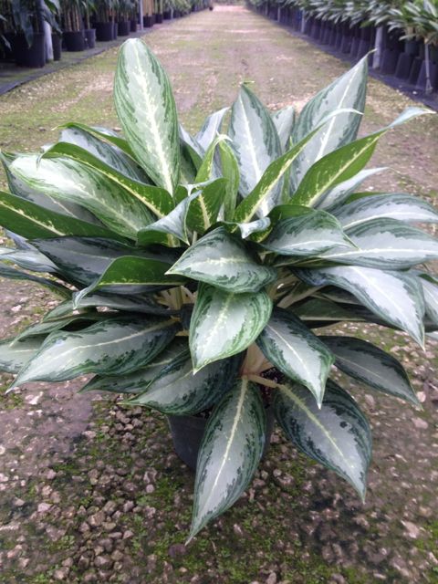 aglaonema hybride Aglaonema Ernesto Hybrid