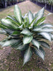 Aglaonema Ernesto Hybrid - Indoor Plants