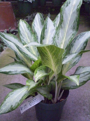 aglaonema white hybrid Aglaonema Ernesto Hybrid