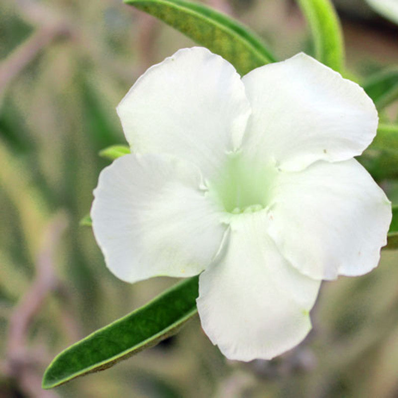 Adenium White - Flowering Plants – Exotic Flora