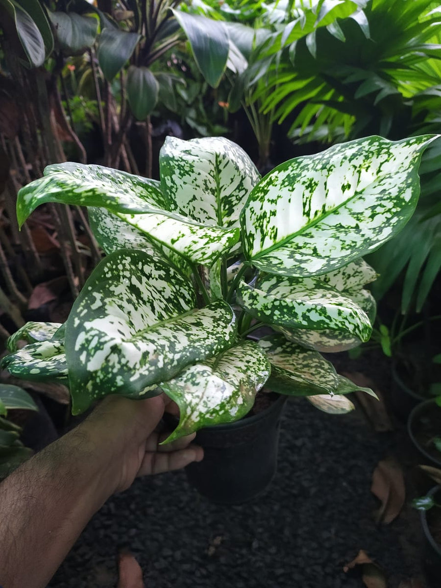 snow white indoor plant Aglaonema Snow White