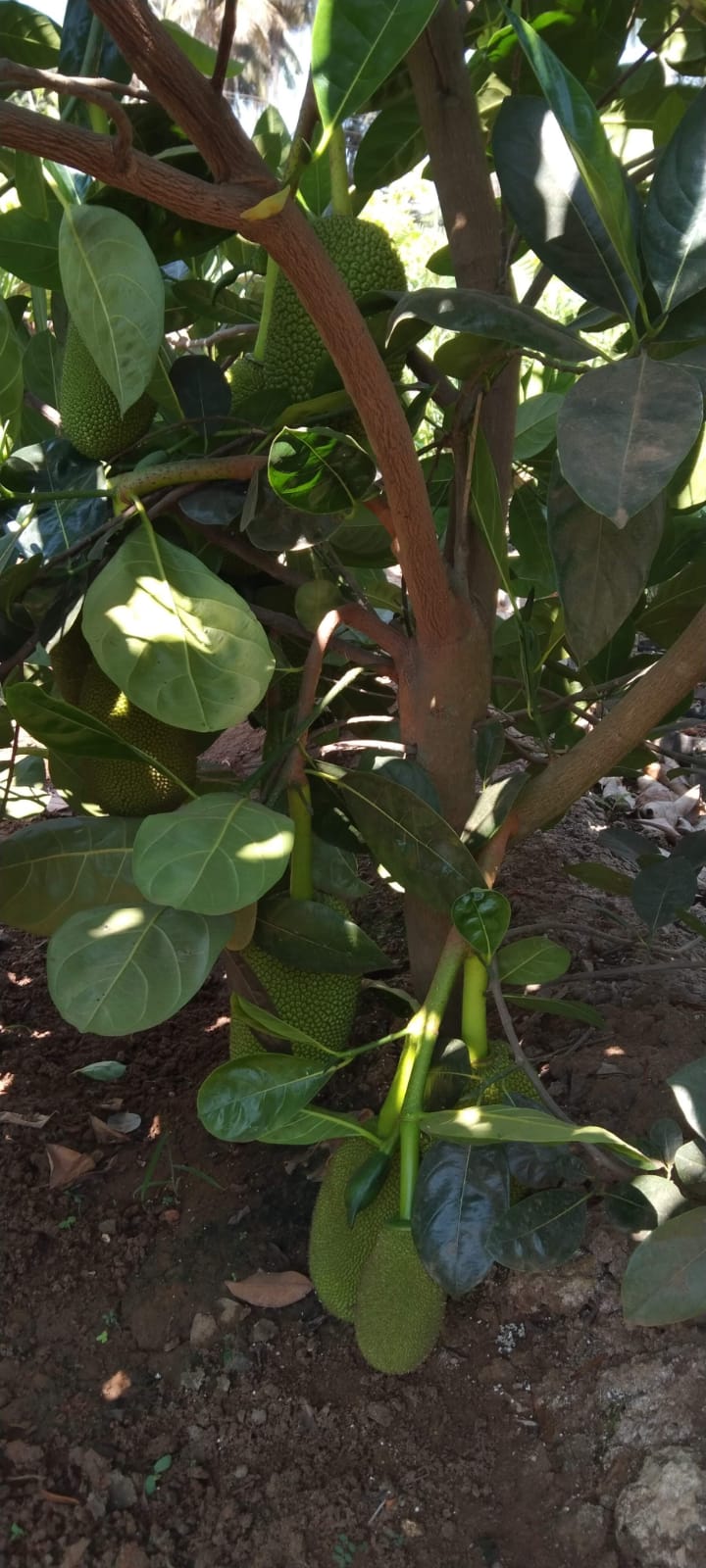 Jackfruit Tree Flower Buy Vietnam Early Gold Jackfruit Plant (Yellow)