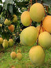 Mango Alphonso(Grafted) - Fruit Plants & Tree