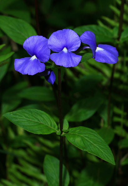 amazon plant Amazon Blue / Otacanthus caeruleus