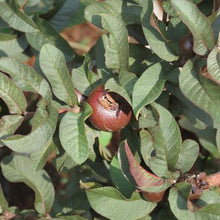 Guava Black - Fruit Plants & Tree