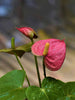 Anthurium andreanum Baby Pink - Gift Plants