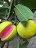 Guava Arka Kiran(Pink flesh&soft seeds) - Fruit Plants