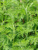 Artemisia abrotanum/Davana - Herb Plant