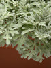 Artemisia stelleriana - Silver Brocade