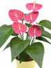 Anthurium andreanum Pink - Indoor Flowering Plants