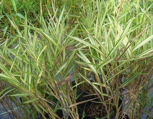 Bamboo grass Variegata