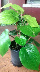 Indoor Plants