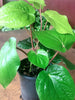 Maghai Paan/Betel Leaf  - Medicinal & Aromatic Plants