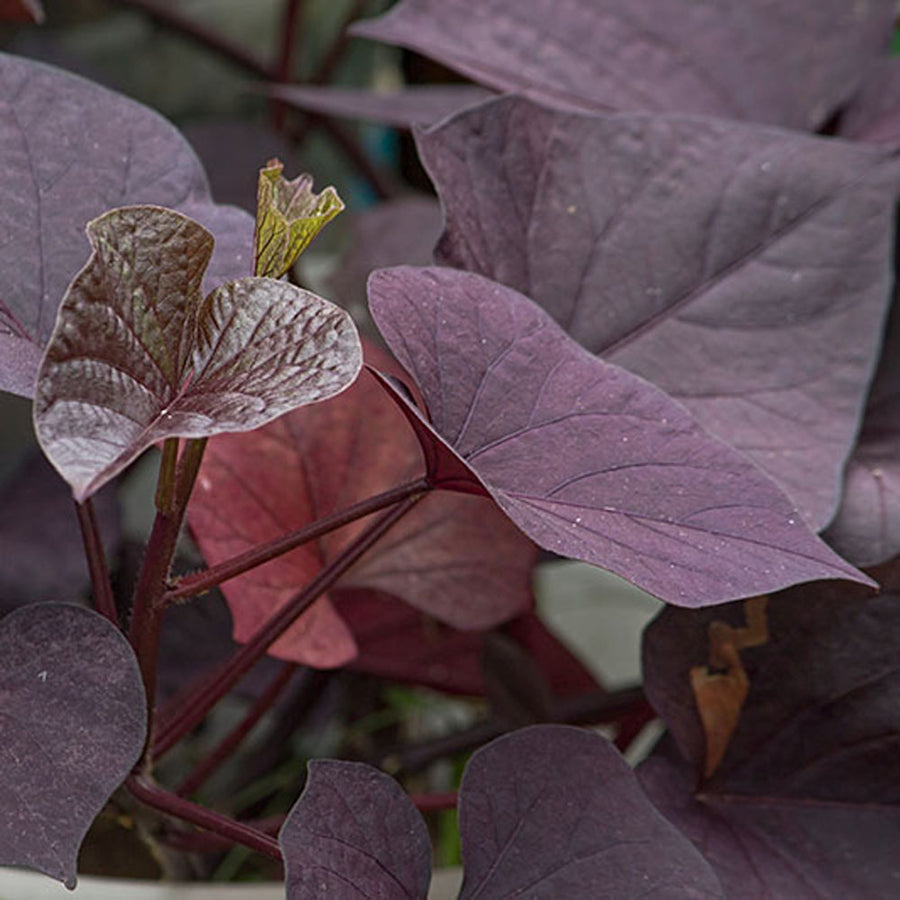 black heart vine indoor plant Ipomoea Black Heart Vine