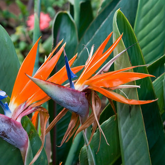 Bird Of Paradise - Flowering Shrubs - Exotic Flora