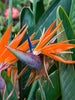 Bird Of Paradise - Flowering Shrubs - Exotic Flora
