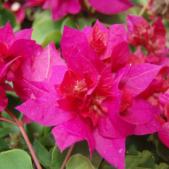 Bougainvillea Dark Pink Double - Creepers & Climbers - Exotic Flora