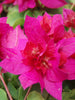 Bougainvillea Dark Pink Double - Creepers & Climbers - Exotic Flora