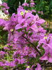 Bougainvillea Glabra- Flowering shurbs - Exotic Flora