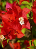Bougainvillea red- Flowering shurbs - Exotic Flora