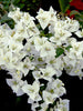 Bougainvillea White - Flowering Shrubs - Exotic Flora