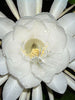 Brahma Kamal, Queen Of The Night - Flowering Plants - Exotic Flora