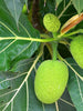 Bread Fruit/Jack fruit Curry Panasa - Fruit Plants & Tree