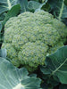 Broccoli Green Star F1-Vegetable Seeds - Exotic Flora