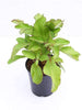 Bryophyllum pinnatum - Plant