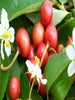 Singapore Cherry/Jamaica Cherry - Fruit Plants & Tree