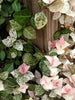 Pink Wall Creeper Variegated/Ficus pumila - Creepers & Climbers